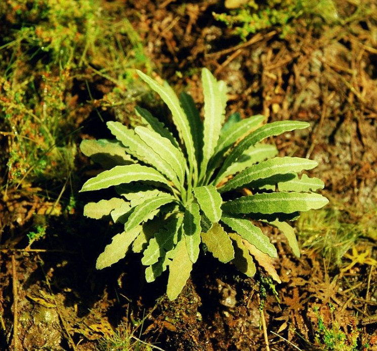 VG7-035 Азиатский папоротник