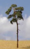 br100.jpg